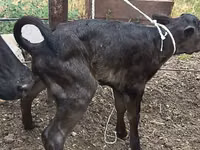 Kuh, Russian Black pied cattle — Foto 4