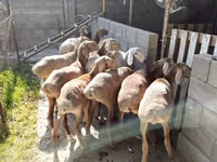 भेड़, Arashan sheep — फ़ोटो 5