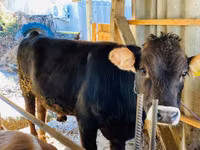 Bulle, Swiss cattle — Foto 2