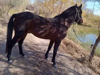 घोड़ा, Karabair horse — फ़ोटो 4