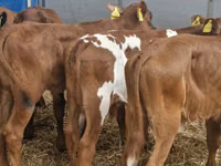 मवेशी (लॉट, लिंग निर्दिष्ट नहीं), Simmental cattle — फ़ोटो 2