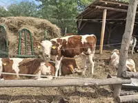 Cow, Simmental cattle — photo 3