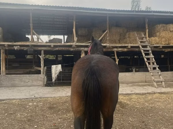 Азаргагүй морь, Percheron