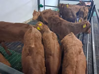 Bulle, Simmental cattle — Foto 2