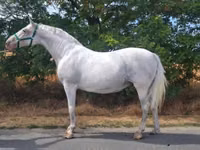母马, Lipizzaner — 照片 1