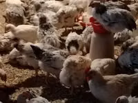 Chickens — Foto 3