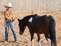 公马, Pinto horses — 照片 8