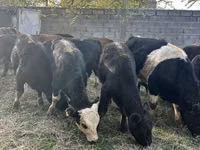 Bulle, Aberdeen-Angus — Foto 1