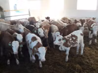 Bulle, Simmental cattle — Foto 1