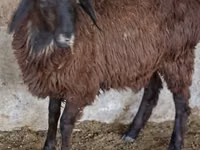Cabra, Cabras — foto 2