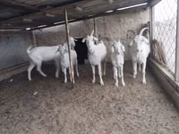 تيس, الماعز — الصورة 4