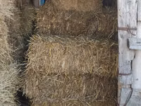 Vând nutreț pentru animale . — الصورة 5