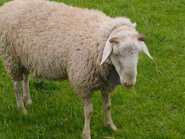 Ram, Sheep