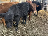 Bulle, Aberdeen-Angus — Foto 4