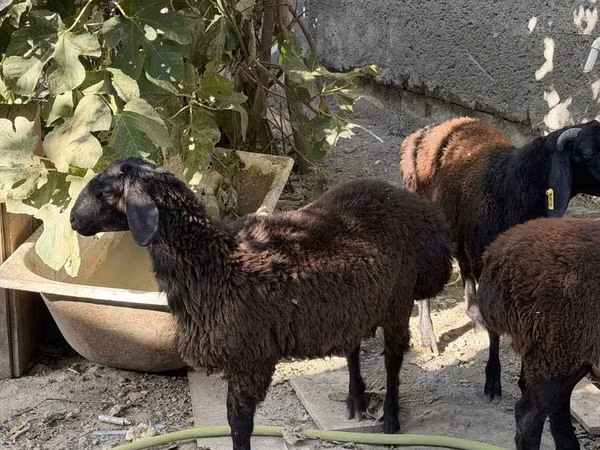 Carnero, Aland sheep