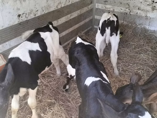 Үнээ, Russian Black pied cattle