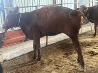 Cow, Cattle — photo 4