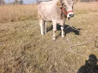 母牛, Cattle — 照片 1