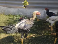Chickens — Foto 2