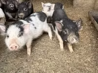 Мэгж — 4 зураг
