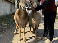 نعجة, Arashan sheep — الصورة 6