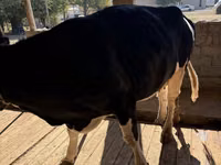 Cow, Russian Black pied cattle — photo 3