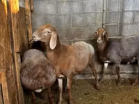 Sheep, Katum sheep — photo 4