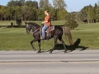 Mare, Rocky Mountain Horse — photo 2