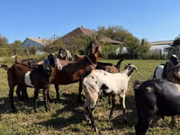बकरा, Nubian Goat — फ़ोटो 2