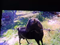 公山羊, Goats — 照片 3