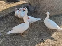 Ducks — फ़ोटो 5