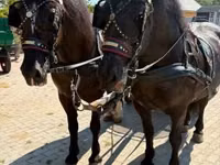 母马, Horses — 照片 1