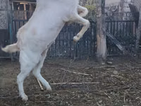 बकरा, Nubian Goat — फ़ोटो 2