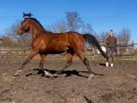 Адуу, Arabian horse — 2 зураг