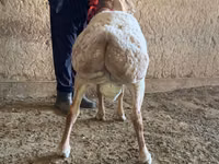 Ram, Arashan sheep — photo 3