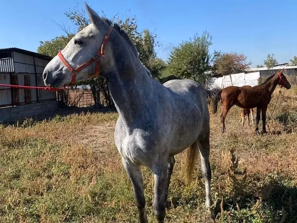 Horse (M), Horses
