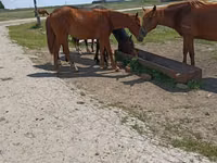 घोड़ी, Horse breed — फ़ोटो 4
