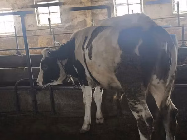 公牛, Simmental cattle