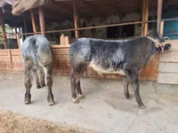 Bull, Swiss cattle — photo 3
