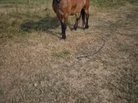 Yegua, Caballos — foto 3