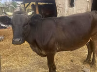 Cow, Cattle — photo 2