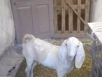 Cabro, Beetal goats — foto 5