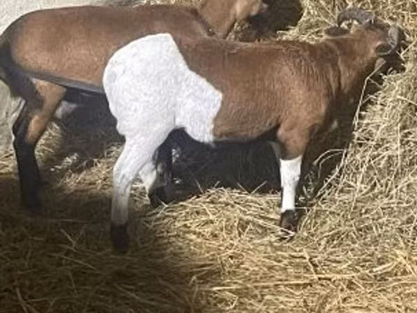 Хуц, Cameroon sheep
