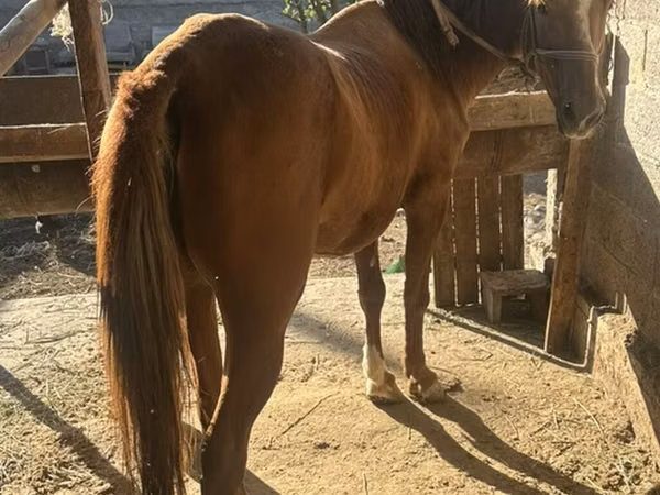 Yegua, Caballos