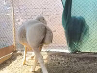 मेढ़ा, Rhon sheep — फ़ोटो 6