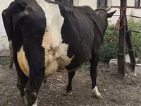 母牛, Russian Black pied cattle — 照片 1