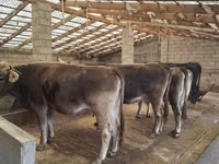 Vaca, Raza Holstein — foto 1