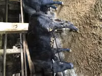 ثور, Simmental cattle — الصورة 1