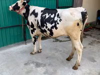 Cow, Holstein breed — photo 3