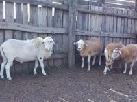 كبش, Katum sheep — الصورة 1